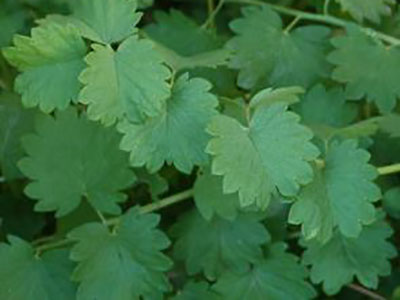 wild-edible-greens-salad-burnet-greens wild-edible-greens-salad-burnet-greens