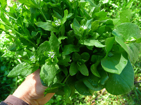 Wild Greens Identification