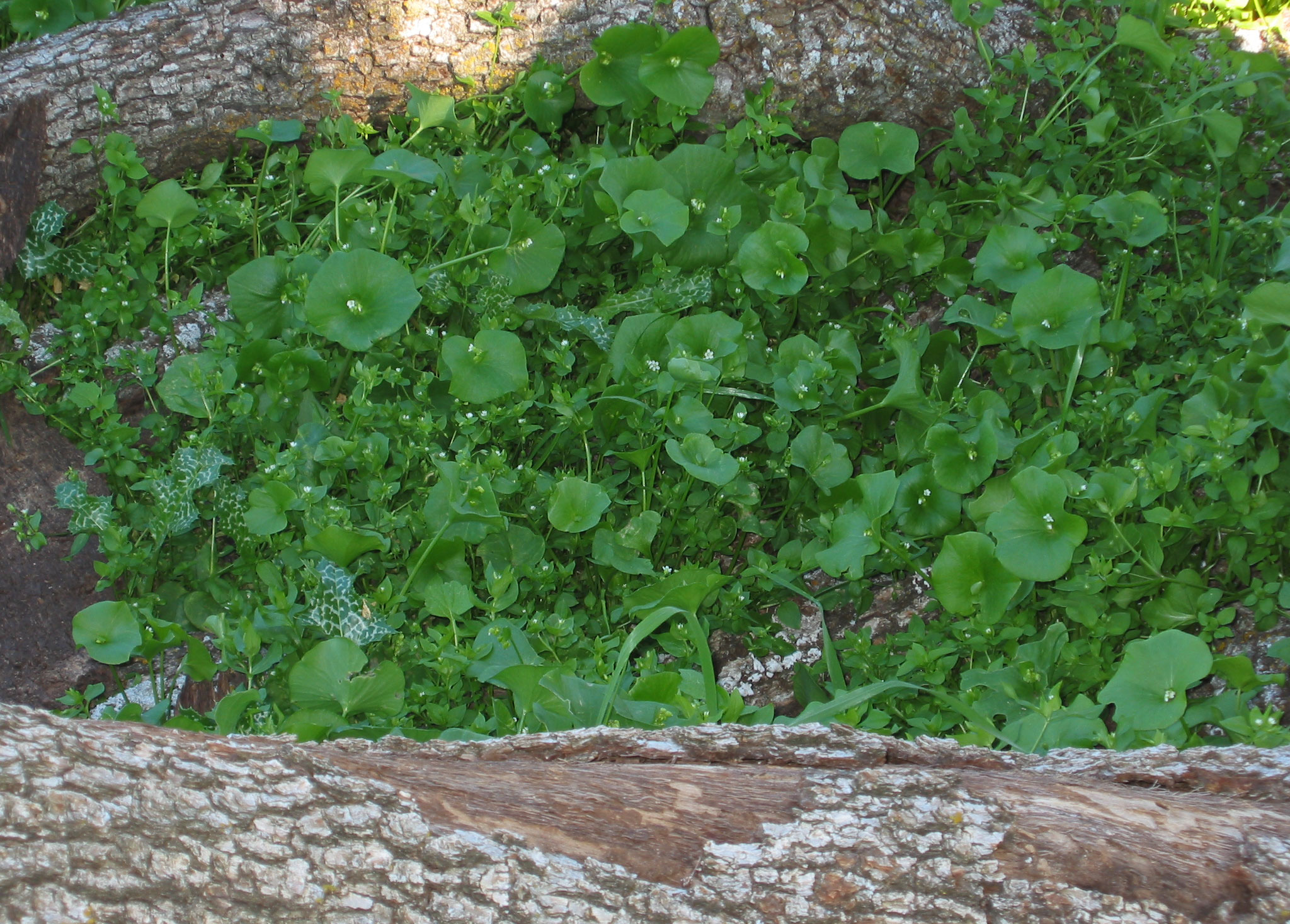 Identifying Wild Edible Plants