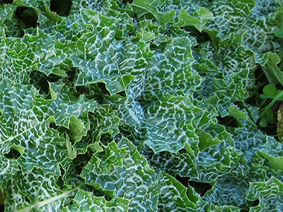 wild-edible-plants-milk-thistle-leaves wild-edible-plants-milk-thistle-leaves