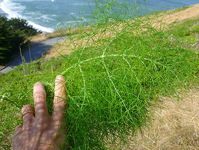 wild-fennel-plant-edible-wild-plants wild-fennel-plant-edible-wild-plants