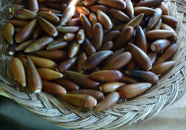 wild-fruits-and-nuts-acorns