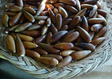 wild-fruits-and-nuts-related-pages