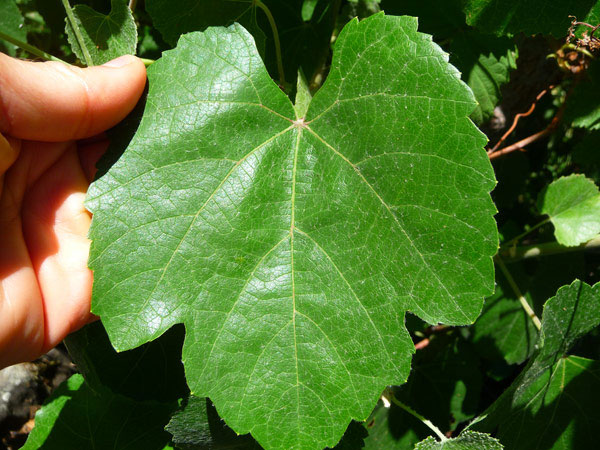 wild-edible-greens-foraging-your-own-wild-superfoods