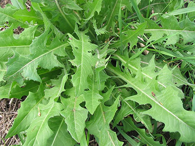 wild-greens-chicory-greens wild-greens-chicory-greens