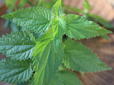 wild-greens-nettle wild-greens-nettle