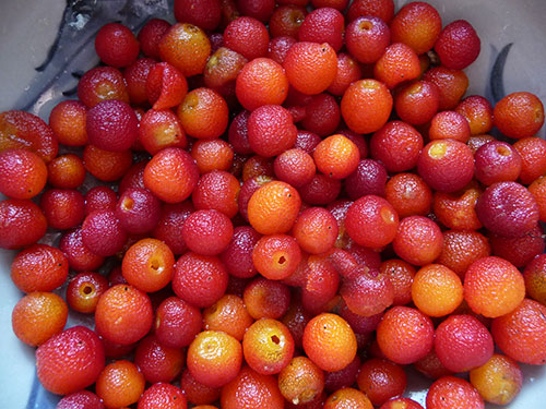 Harvesting Wild Madrone Berries