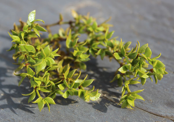 wild-herbs-list-chaparral wild-herbs-list-chaparral