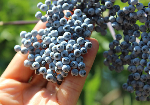 wild-herbs-list-elderberries wild-herbs-list-elderberries