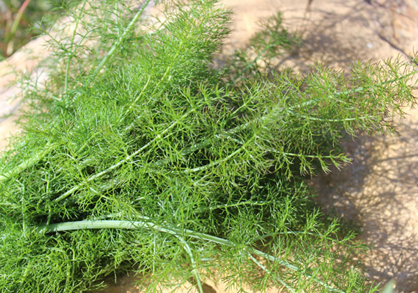 wild-herbs-list-fennel wild-herbs-list-fennel