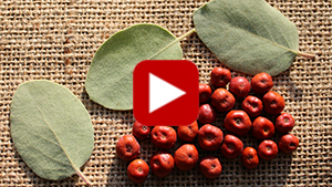 wild-manzanita-berries-vid