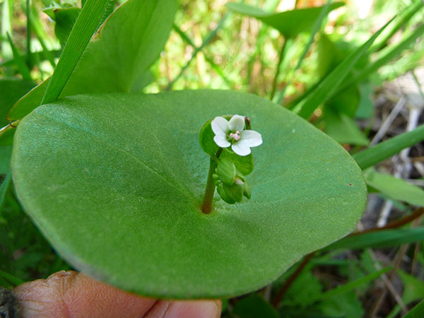 wild-miners-green-claytonia-perfoliata