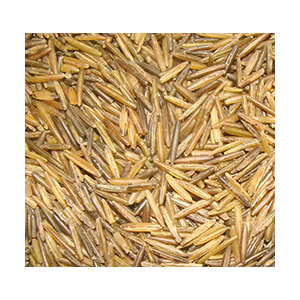 wild-rice-bine-ghost