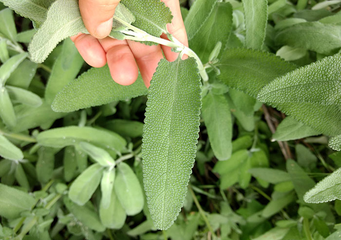 Sage Leaf Benefits Herbal Uses For Cognitive Functions And Menopause
