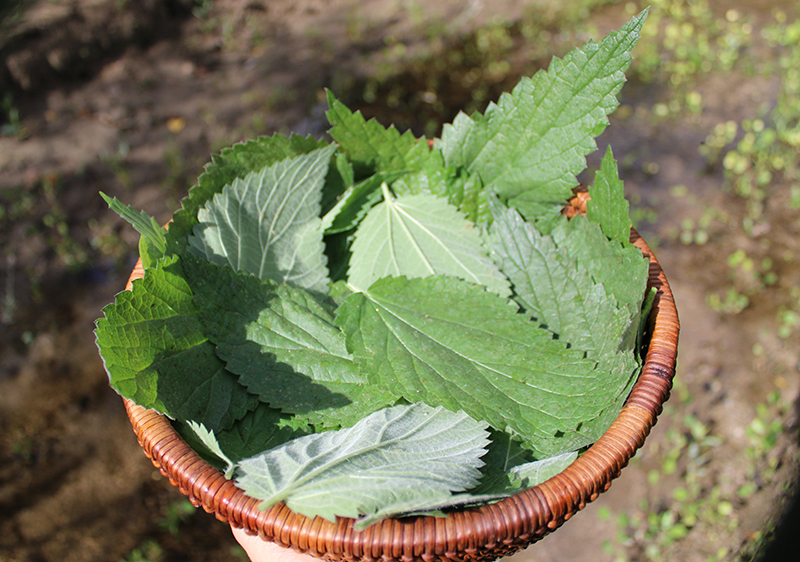 Nettle Allergy Info