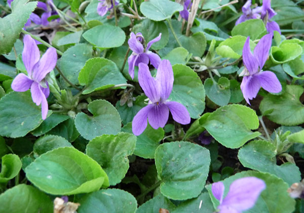 Harvesting Wild Violets In Springtime,Unsanded Grout Mapei Grout Color Chart