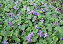 wild-violets-related-page