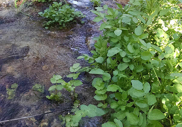 wild-watercress-for-soup-recipes wild-watercress-for-soup-recipes