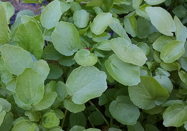 what-is-watercress-good-for-how-to-identify-and-harvest-wild-cress