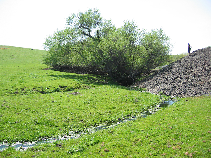 wildcrafting-wild-plants