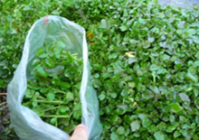 wildcrafting-wild-plants-related-page