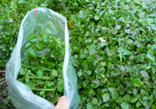 wildcrafting-wild-plants-related-page