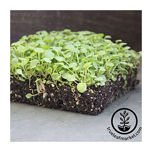 cress-sprouting-seeds-true-upland