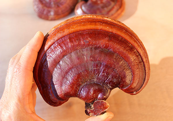 top-superfood-reishi